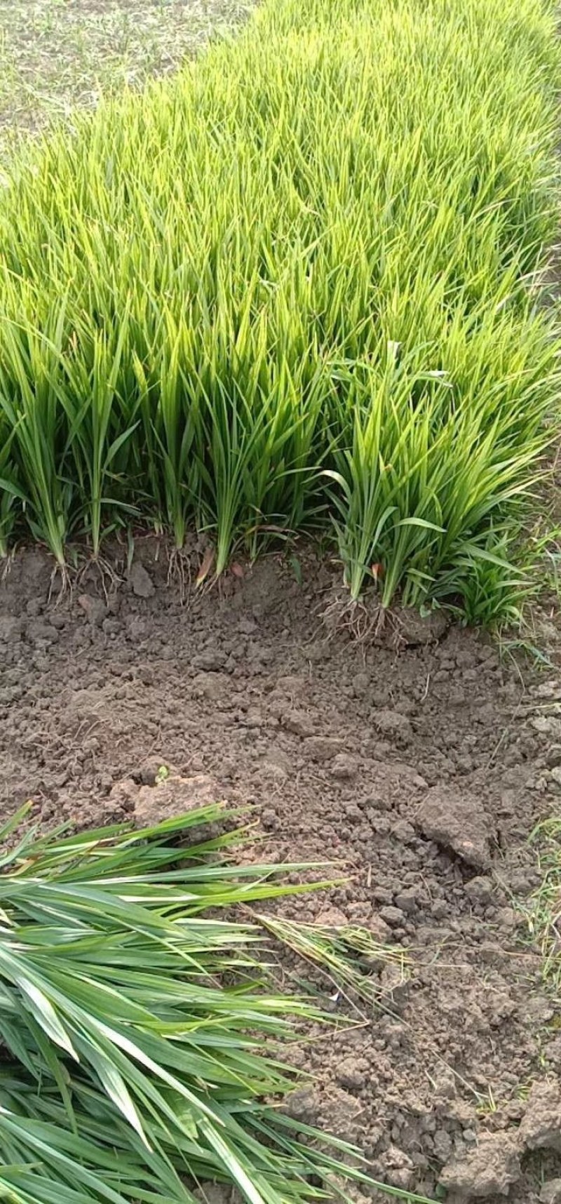 吉祥草基地直发地被苗