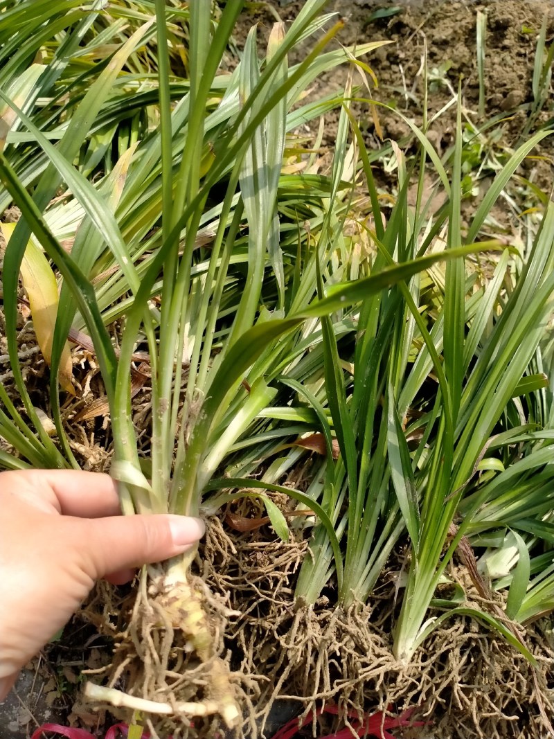吉祥草基地直发地被苗