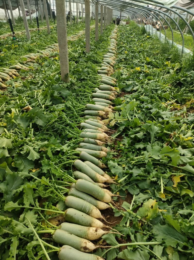 青萝卜，颜色好，口感脆，个头大