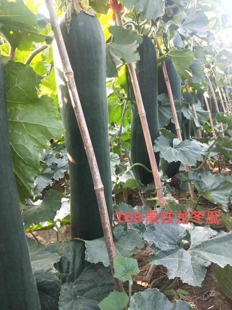 黑铁龙黑皮冬瓜种子，肉质致密，皮墨绿色，表皮光滑，瓜型长