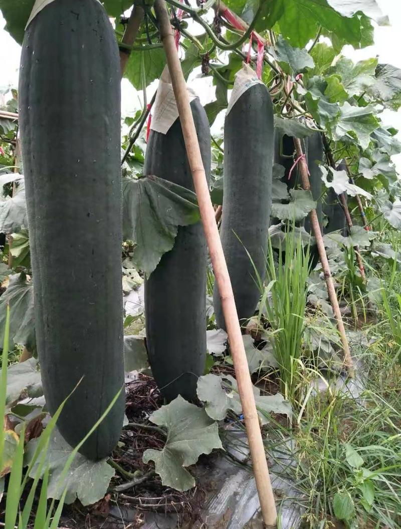 黑铁龙黑皮冬瓜种子，肉质致密，皮墨绿色，表皮光滑，瓜型长