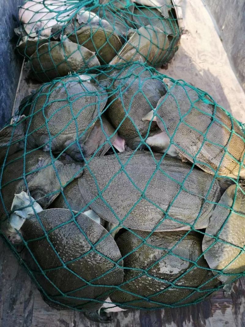 浙江生态甲鱼专业配送垂钓及食用都行大小规格齐全活性好成活