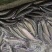 湖州黑鱼适应性强进食生猛活性足可玩路亚台钓可送货价格优惠