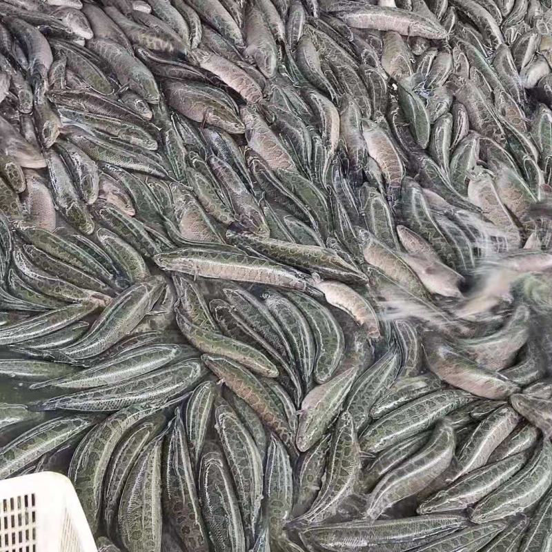 湖州黑鱼适应性强进食生猛活性足可玩路亚台钓可送货价格优惠