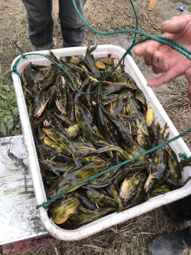 黄颡鱼品质保证价格优惠，可送货，专业配送钓场