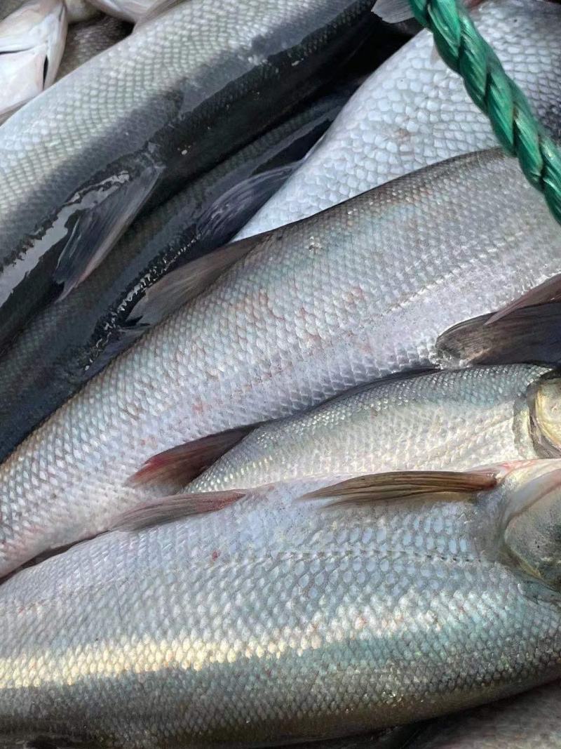 浙江翘嘴白湖州翘嘴供钓场皮毛好个头大活性高开口好存活率高