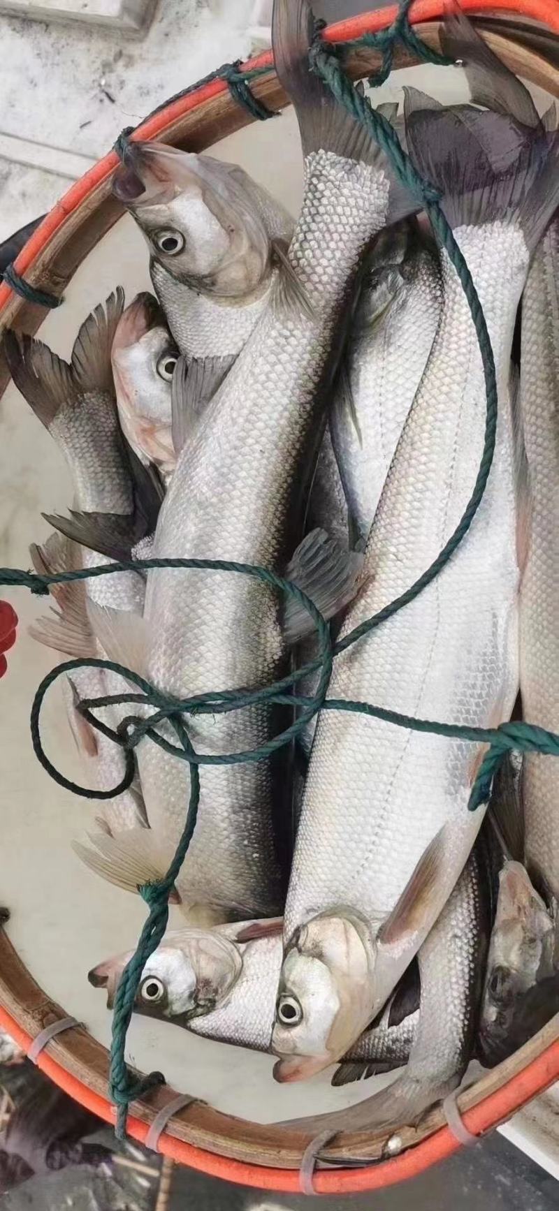 浙江翘嘴白湖州翘嘴供钓场皮毛好个头大活性高开口好存活率高