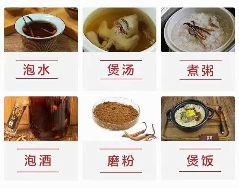 虫草冬虫夏草高原上的野生虫草高海拔高质量
