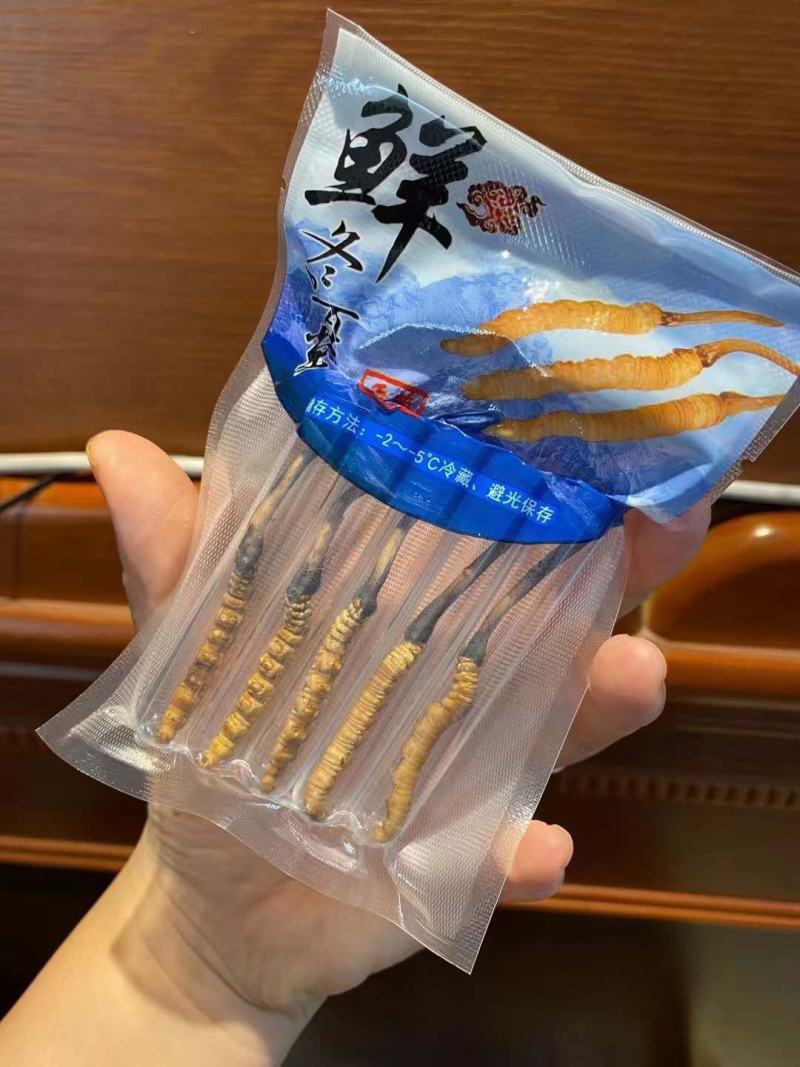 虫草冬虫夏草高原上的野生虫草高海拔高质量
