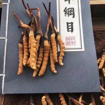 虫草冬虫夏草高原上的野生虫草高海拔高质量