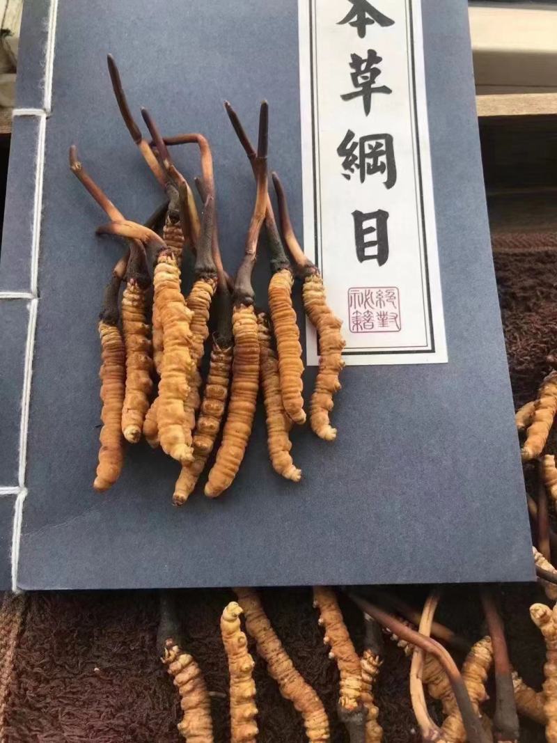 虫草冬虫夏草高原上的野生虫草高海拔高质量