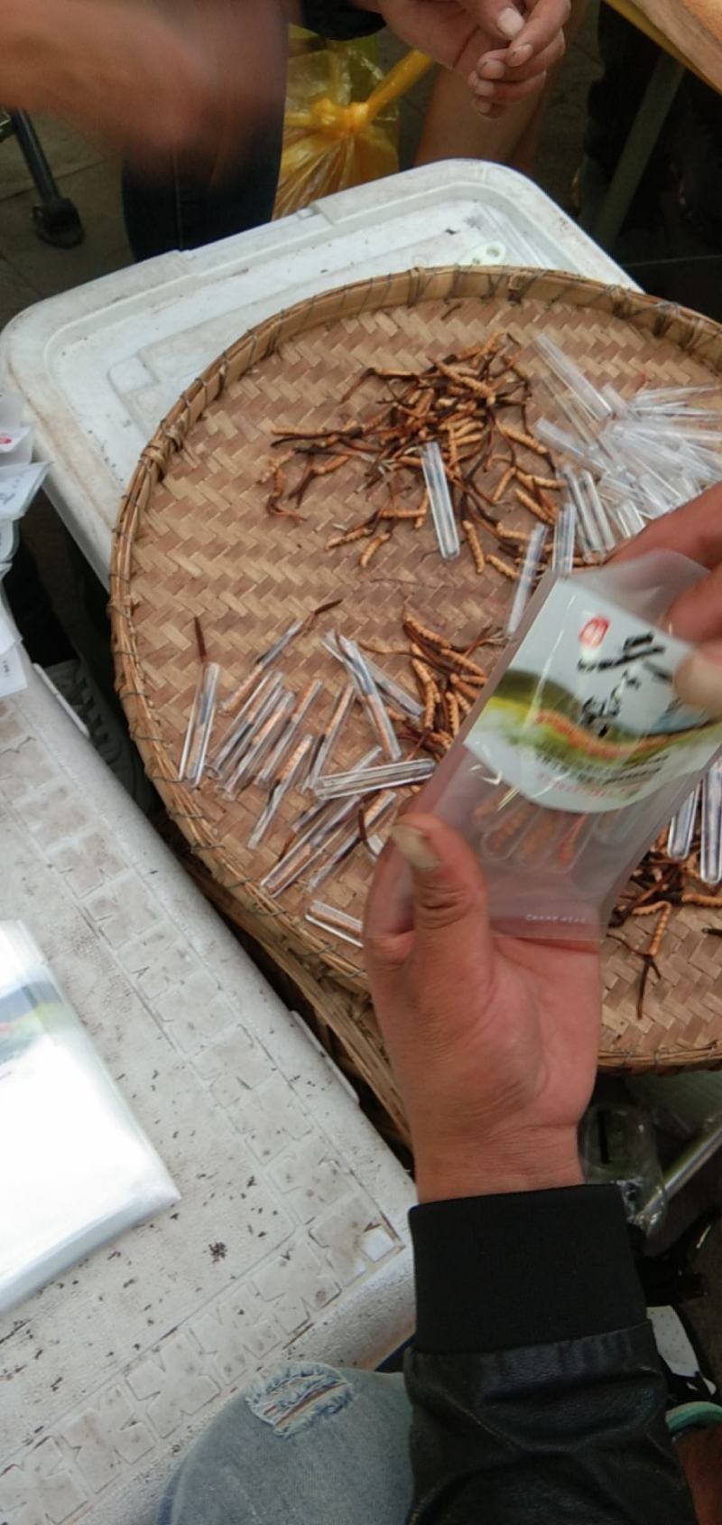 虫草冬虫夏草高原上的野生虫草高海拔高质量