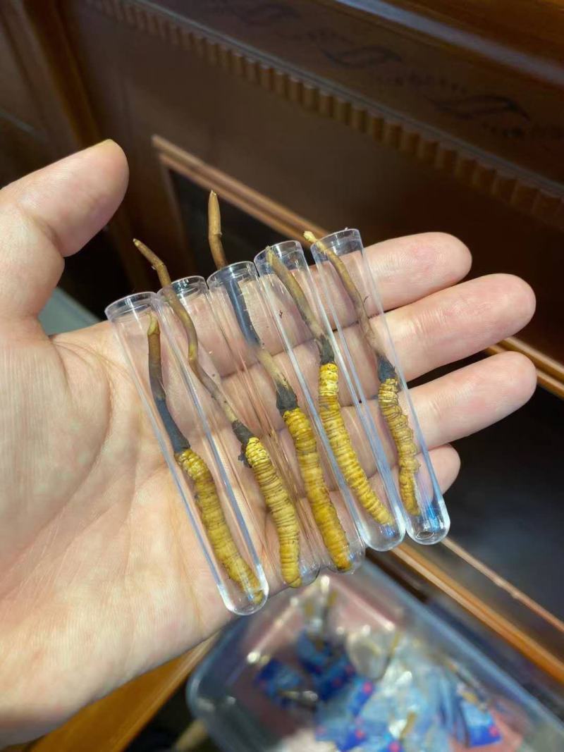 虫草冬虫夏草高原上的野生虫草高海拔高质量