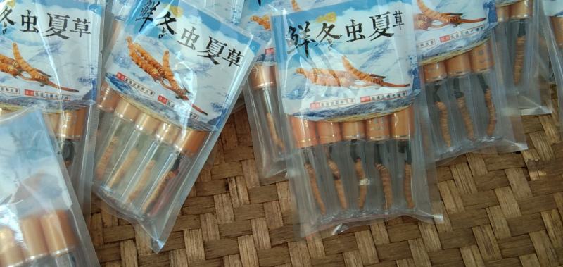 虫草冬虫夏草高原上的野生虫草高海拔高质量