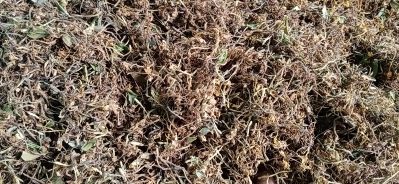 精品金银花烤花，晒花人工精选/品质保证/供超市电商等