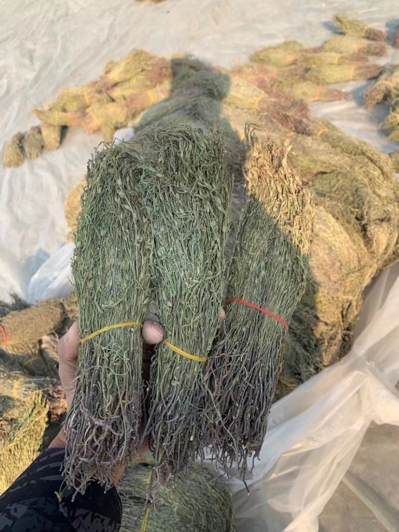 独脚金疳积草五寸柑大批量出货供药厂一手货源