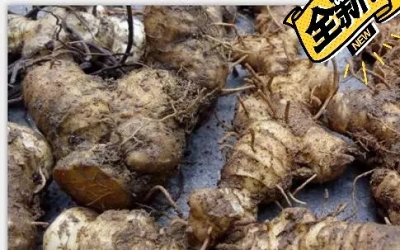 深山黄精