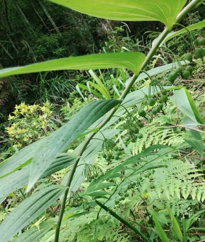深山黄精
