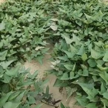 红薯苗