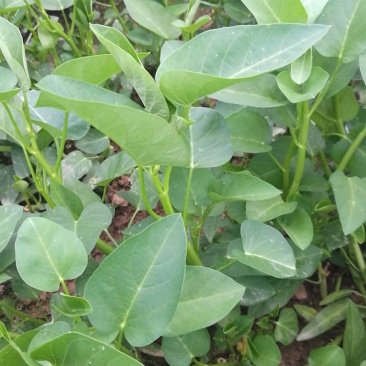 自家土里种出来的空心菜，不是水里种出来的价格随行就市。