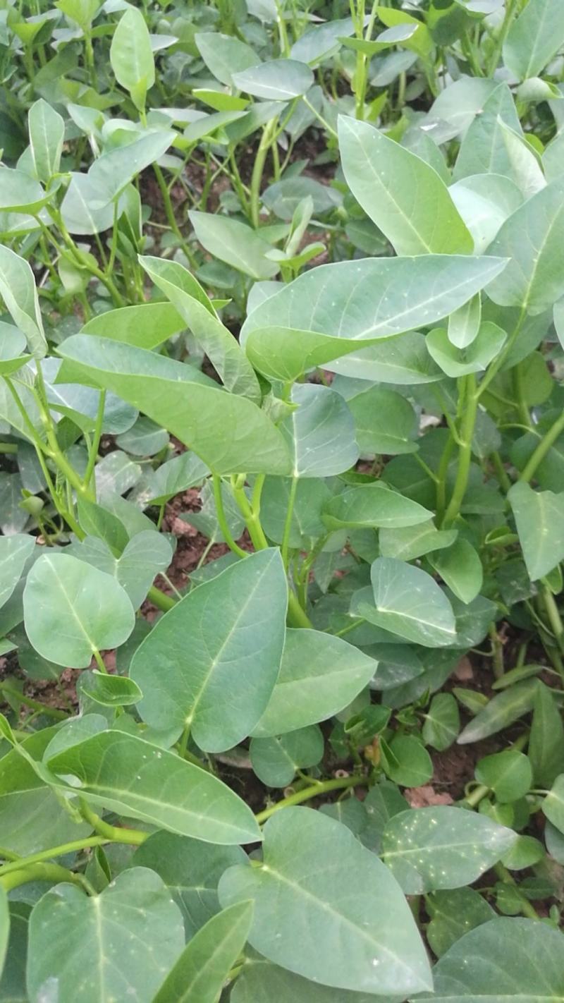 自家土里种出来的空心菜，不是水里种出来的价格随行就市。