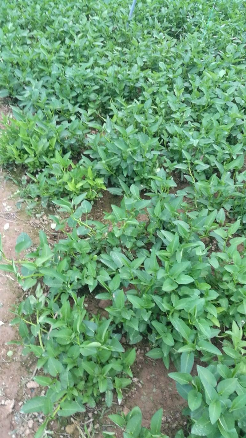 自家土里种出来的空心菜，不是水里种出来的价格随行就市。
