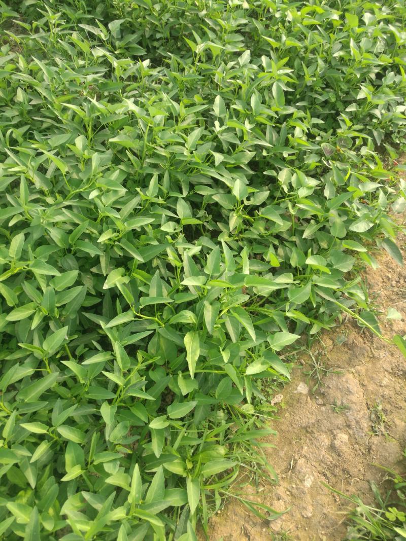 自家土里种出来的空心菜，不是水里种出来的价格随行就市。