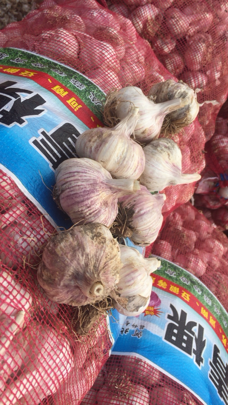 大名淤土地蒜种