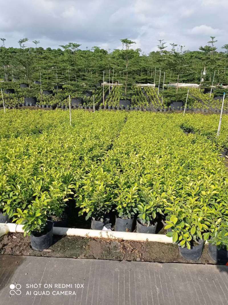 黄榕黄金榕25-45高大量现货供应，欢迎各位客户咨询