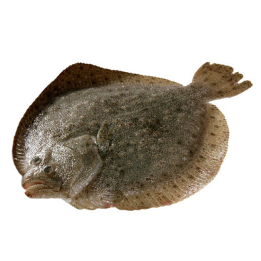 多宝鱼