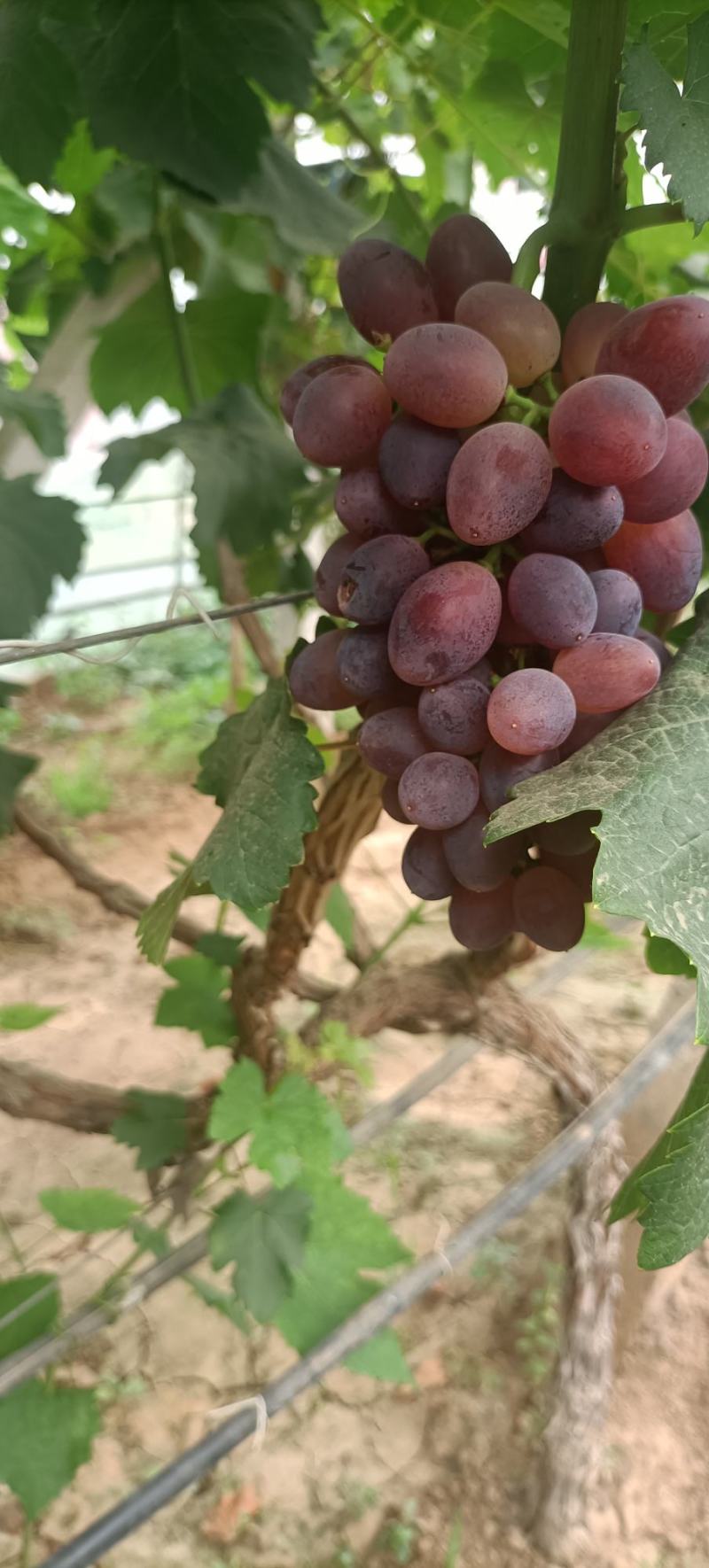 葡萄精品葡萄维多利亚夏黑葡萄甜度高大量有货