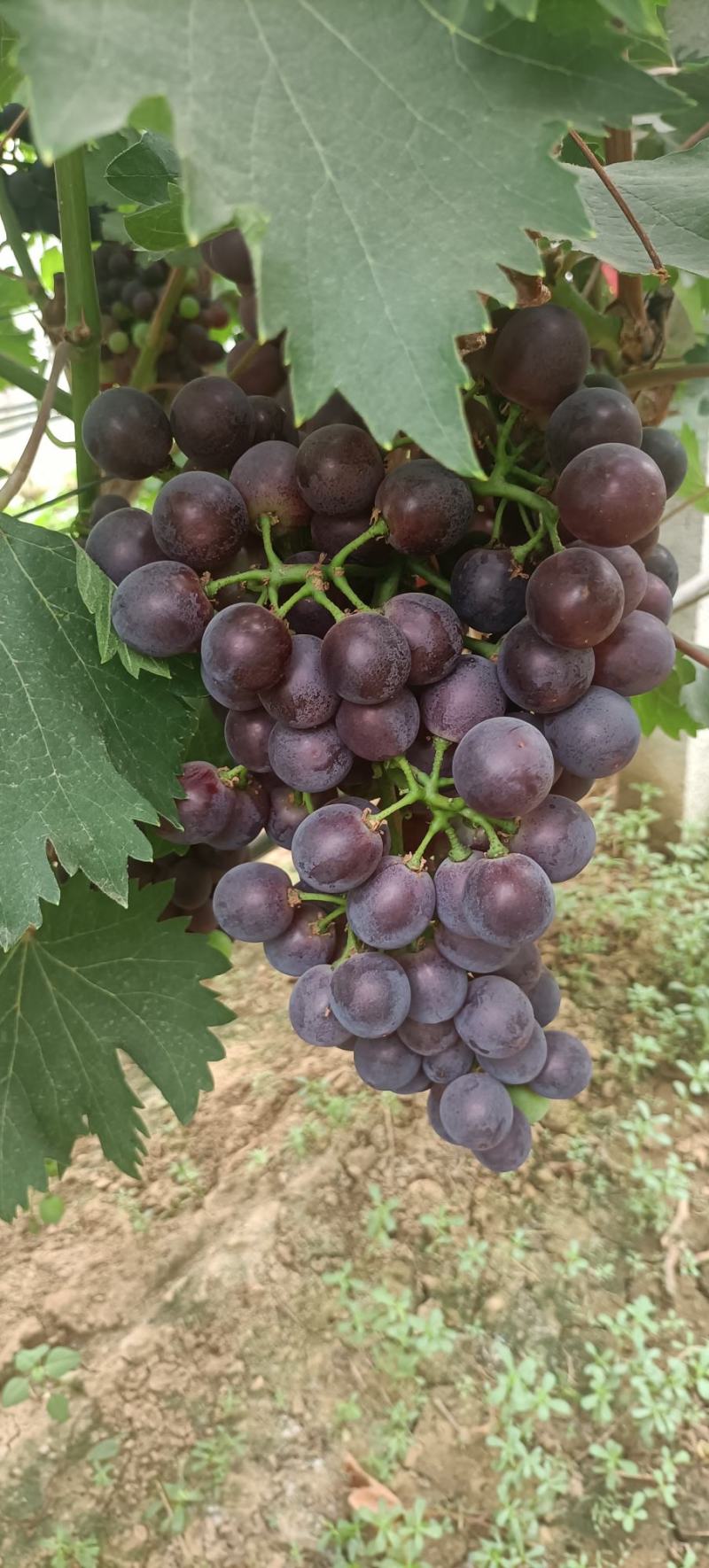 葡萄精品葡萄维多利亚夏黑葡萄甜度高大量有货
