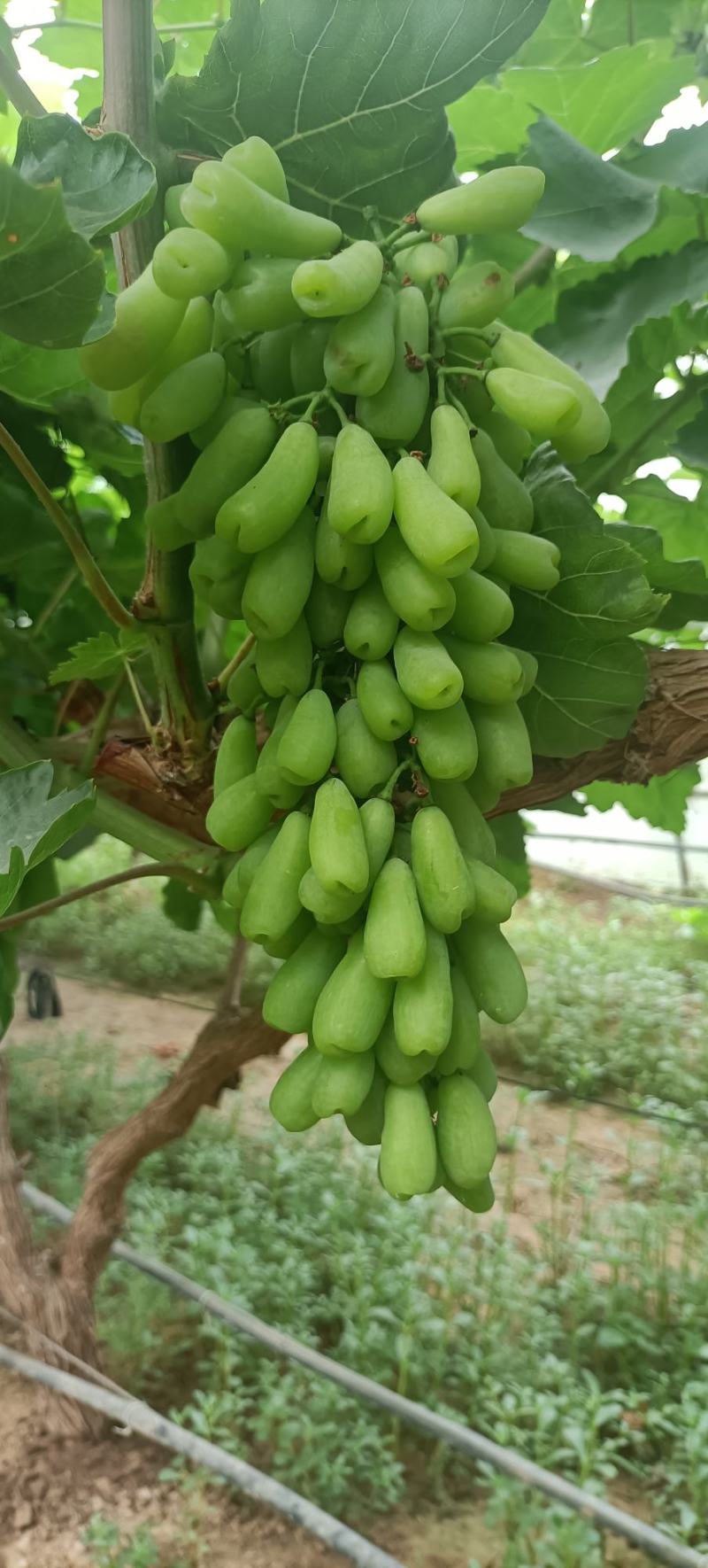 葡萄精品葡萄维多利亚夏黑葡萄甜度高大量有货