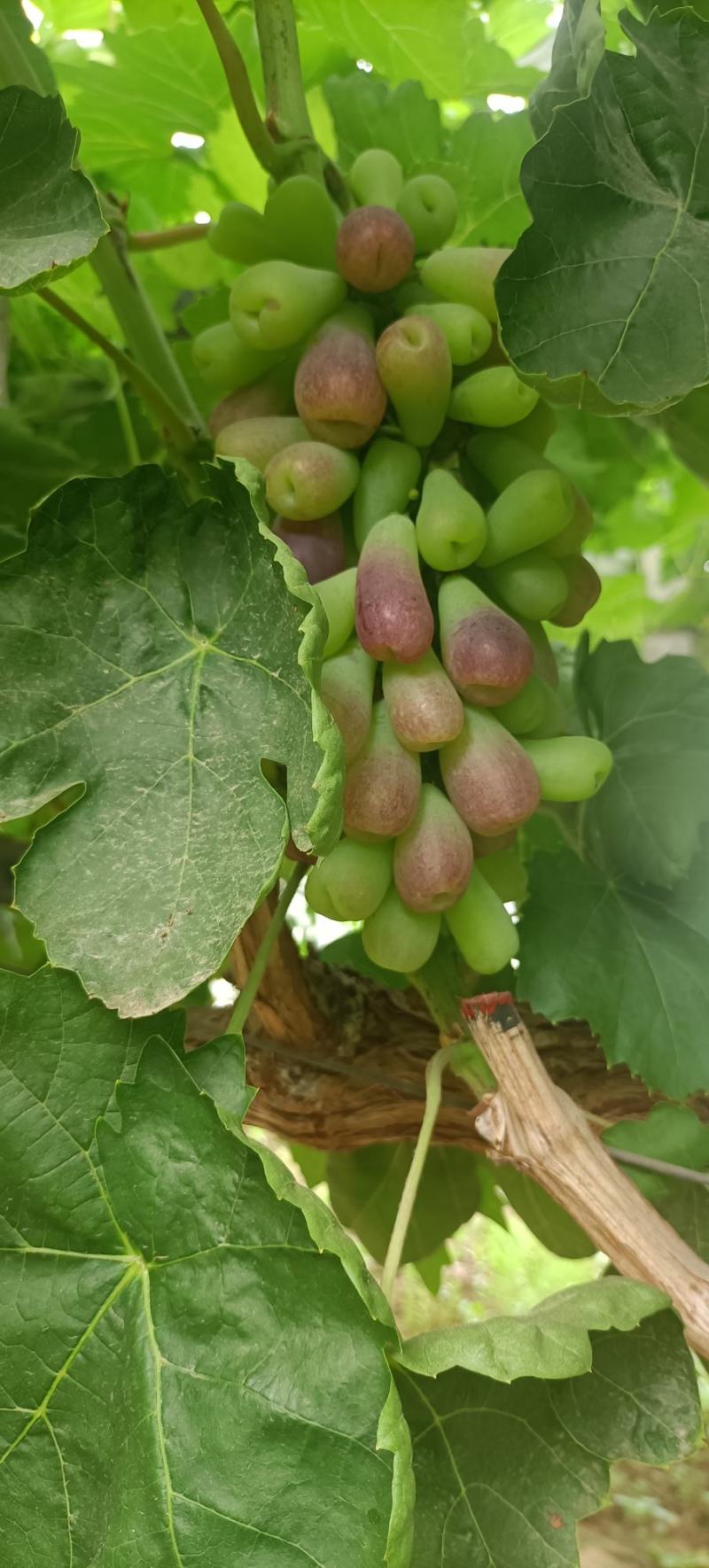 葡萄精品葡萄维多利亚夏黑葡萄甜度高大量有货