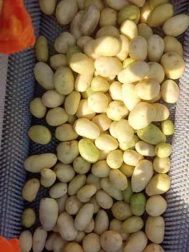 土豆清洗机，马铃薯清洗机，地蛋清洗机，大型土豆清洗设备