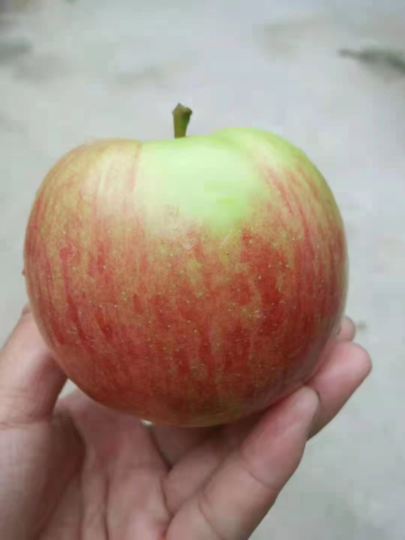 优质青苹果早熟大量上市甘甜可口一件代发全国发货
