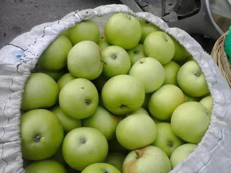 优质青苹果早熟大量上市甘甜可口一件代发全国发货