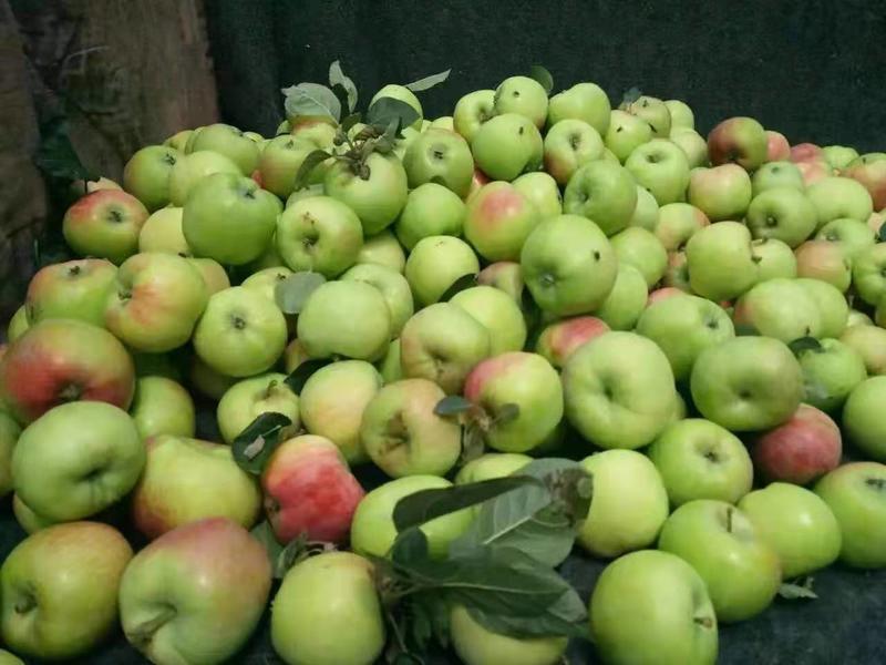 优质青苹果早熟大量上市甘甜可口一件代发全国发货