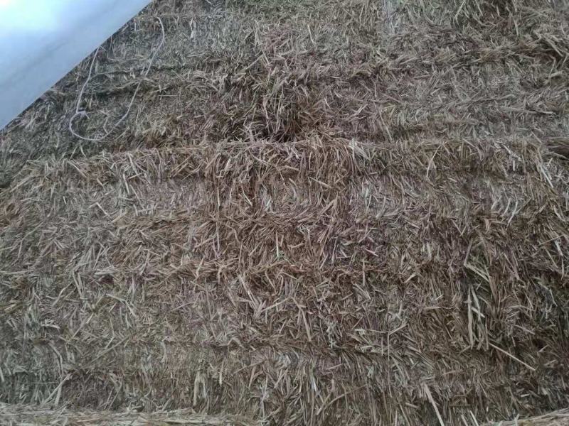 山东，河南，安徽，陕西，内蒙古小麦秸杆，原草，揉丝过筛