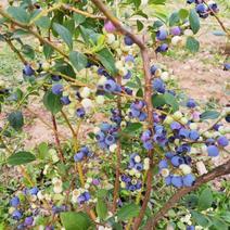 本人种植蓝莓八年，主要品种:奥尼尔，莱克西，公爵，灿烂，