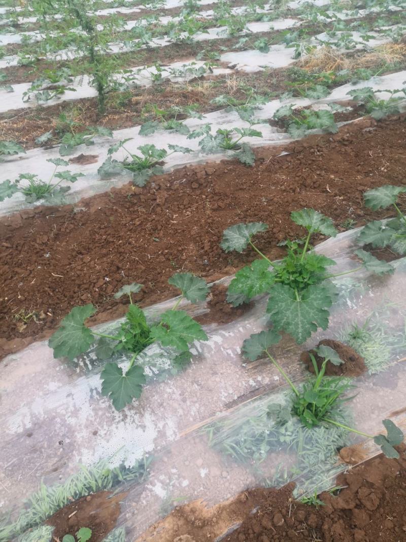 蔬菜种植户