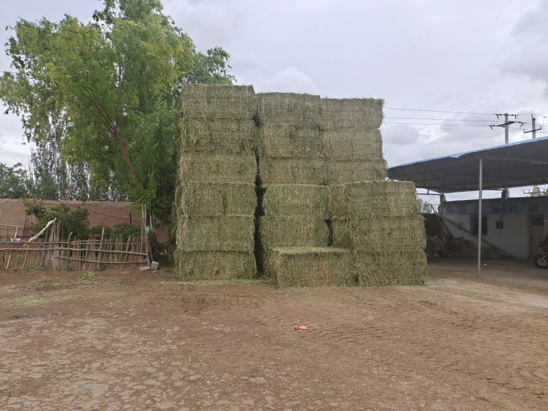 酒泉头茬苜蓿草大捆批发3000吨头茬苜蓿草质量非常好