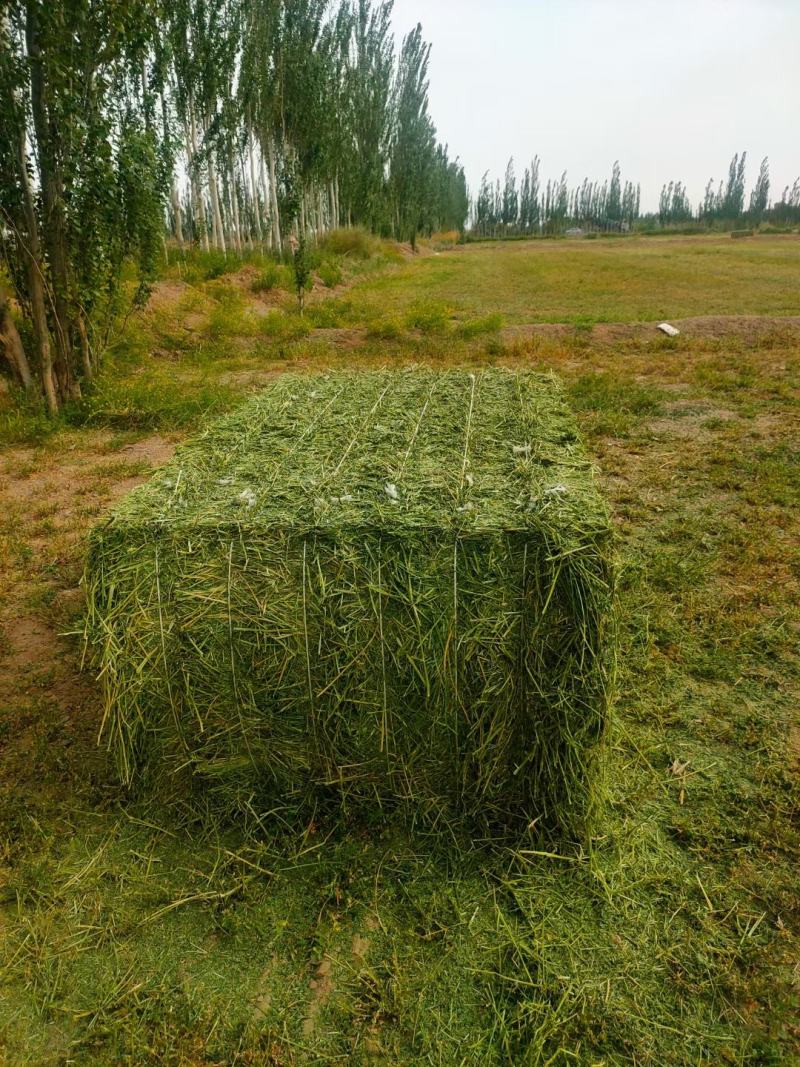 酒泉头茬苜蓿草大捆批发3000吨头茬苜蓿草质量非常好