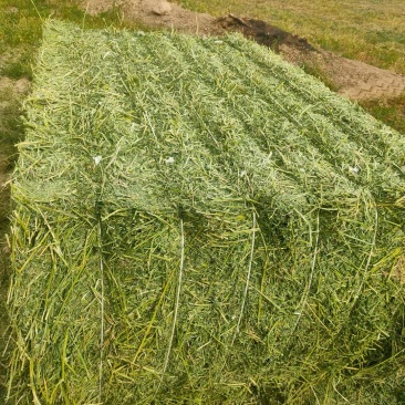酒泉头茬苜蓿草大捆批发3000吨头茬苜蓿草质量非常好