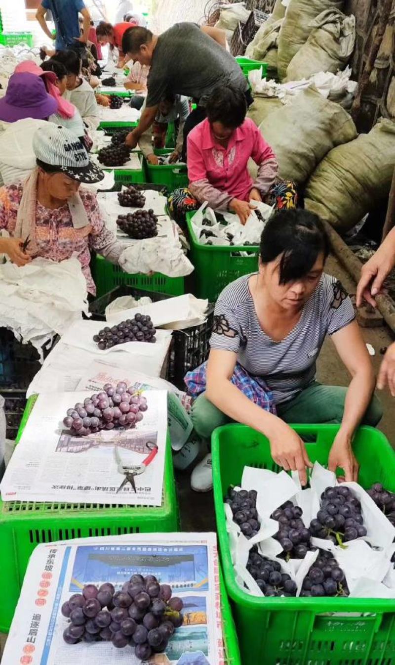 夏黑葡萄颗粒大抓型紧实果园直采