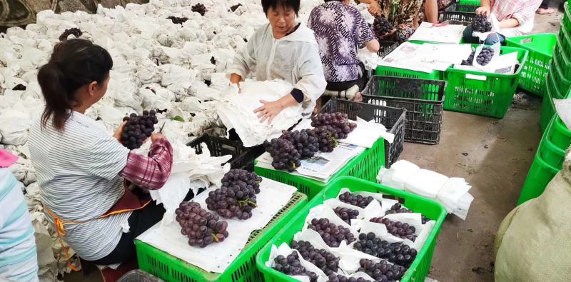 夏黑葡萄颗粒大抓型紧实果园直采