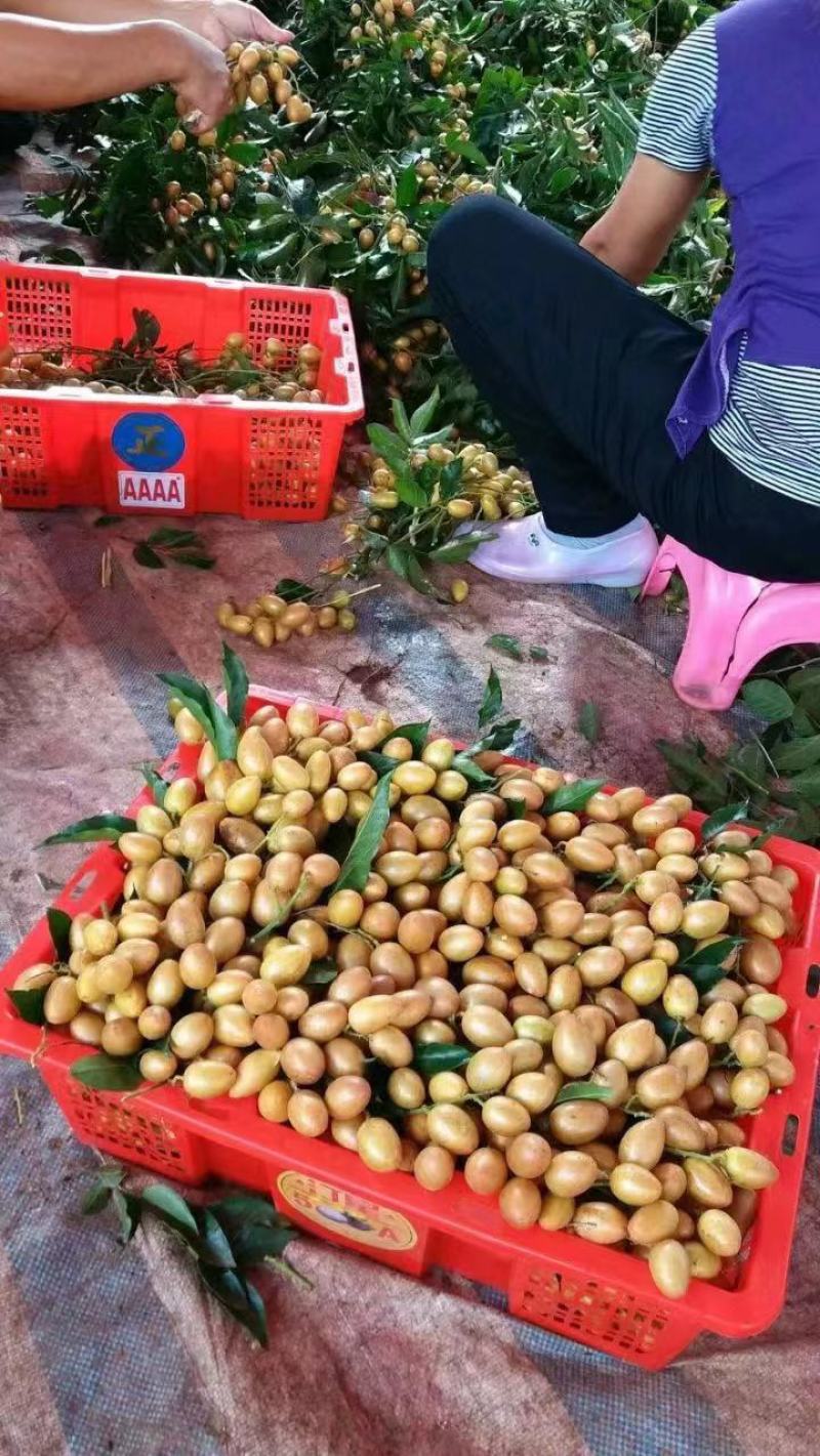 广西钦州市浦北黑皮果（黑金刚）鸡心黄皮苗，贵妃黄皮苗