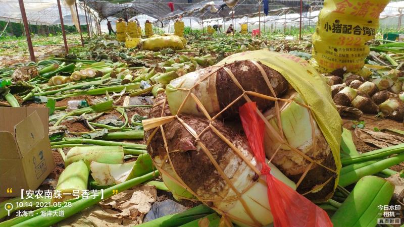 万亩荔浦芋头大量上市，欢迎各地客商前来采购，量大价钱面议