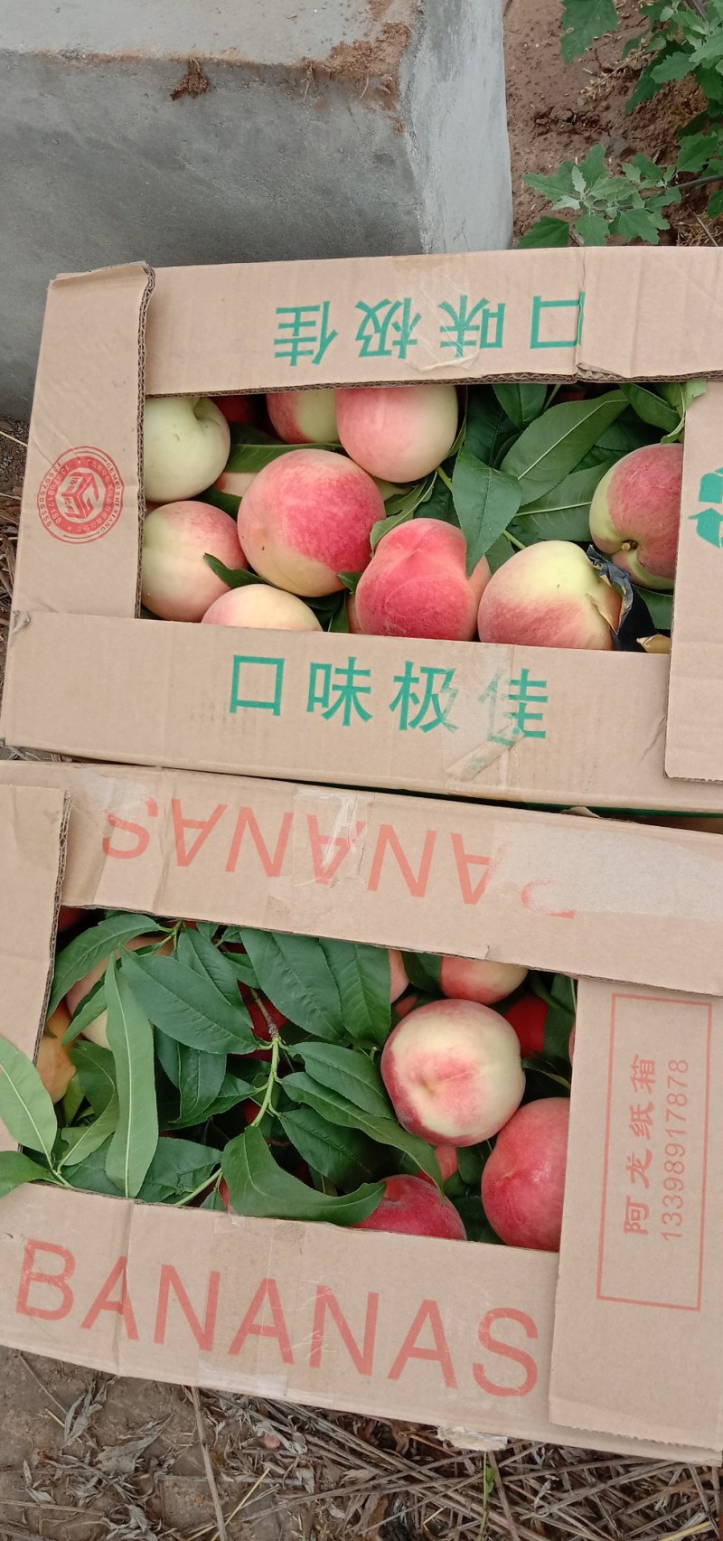 北京八号毛桃大量上市，2000到5000斤可收购