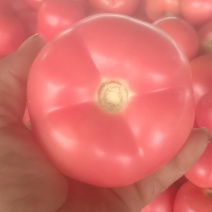 西红柿